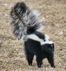 skunk walking